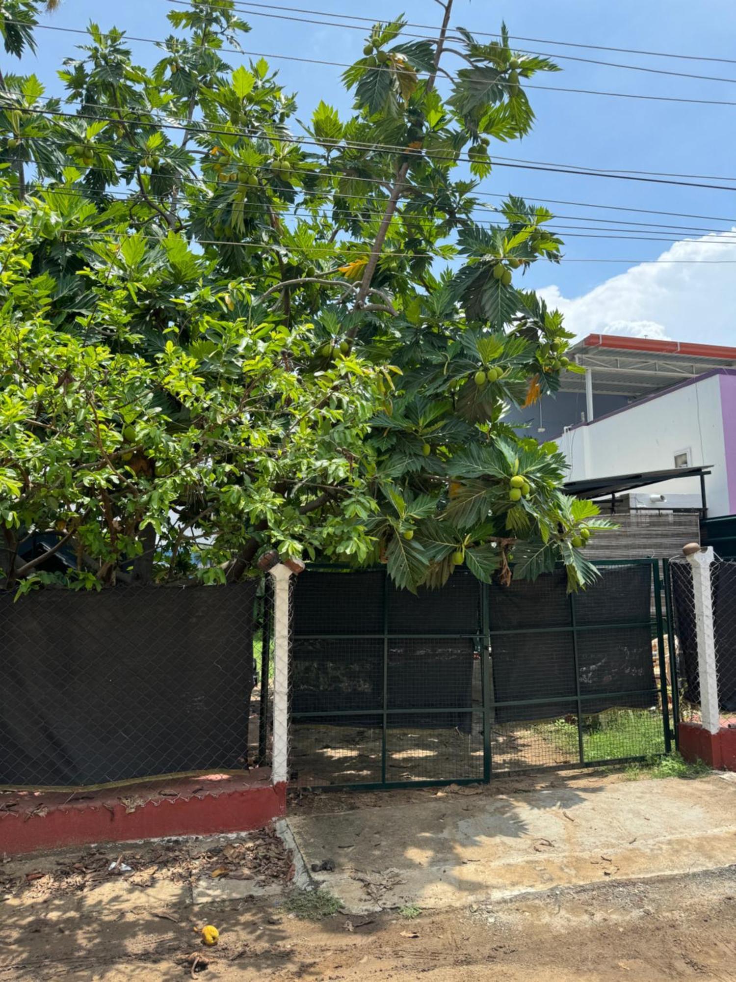 The Lazy Palm Shack Ξενοδοχείο Κοϊμπατόρε Εξωτερικό φωτογραφία