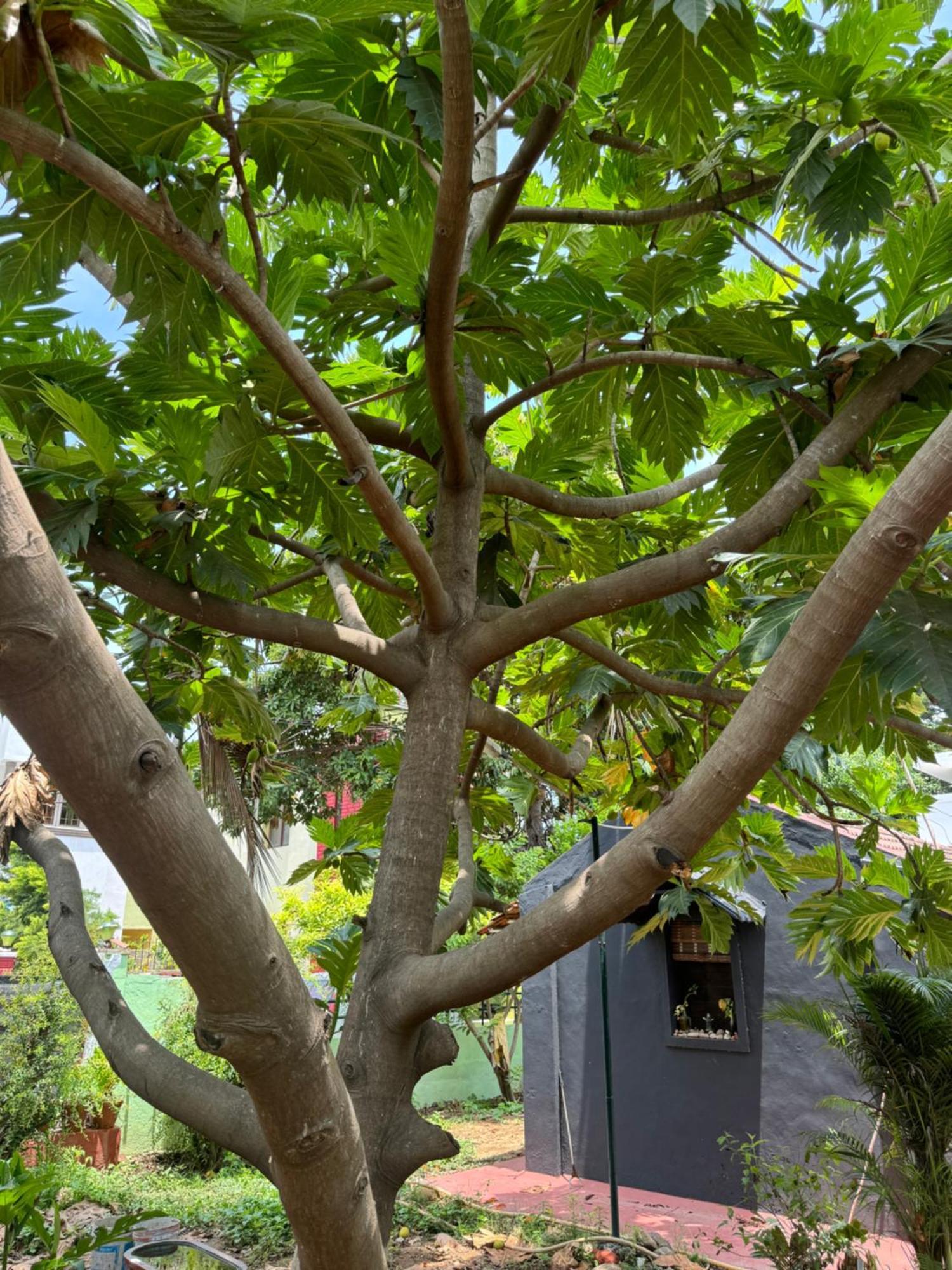 The Lazy Palm Shack Ξενοδοχείο Κοϊμπατόρε Εξωτερικό φωτογραφία